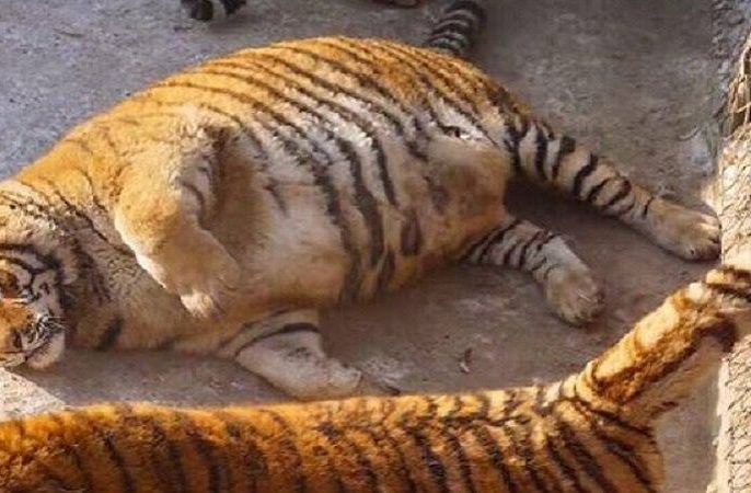 Unduh 500 Koleksi Gambar Harimau Garang Paling Baru Gratis HD